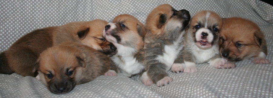 Puppies